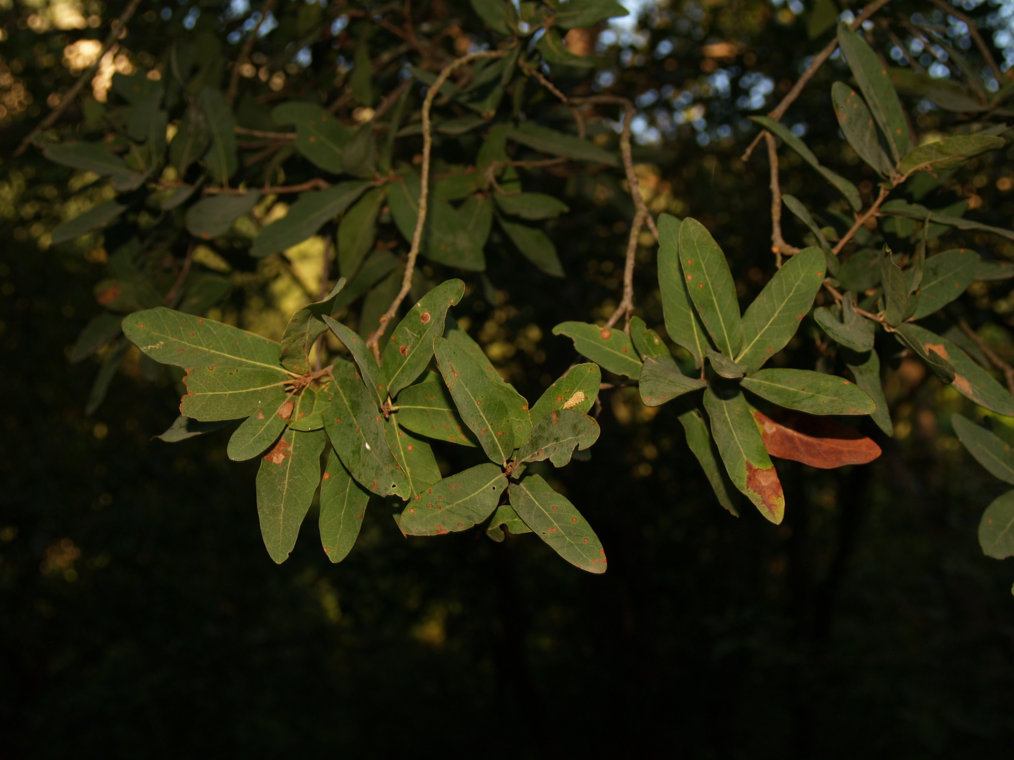 Quercus laceyi